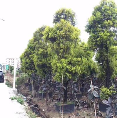 廣州市鑫善園林綠化工程施工 以細節(jié)成就卓越，用影像記錄匠心
