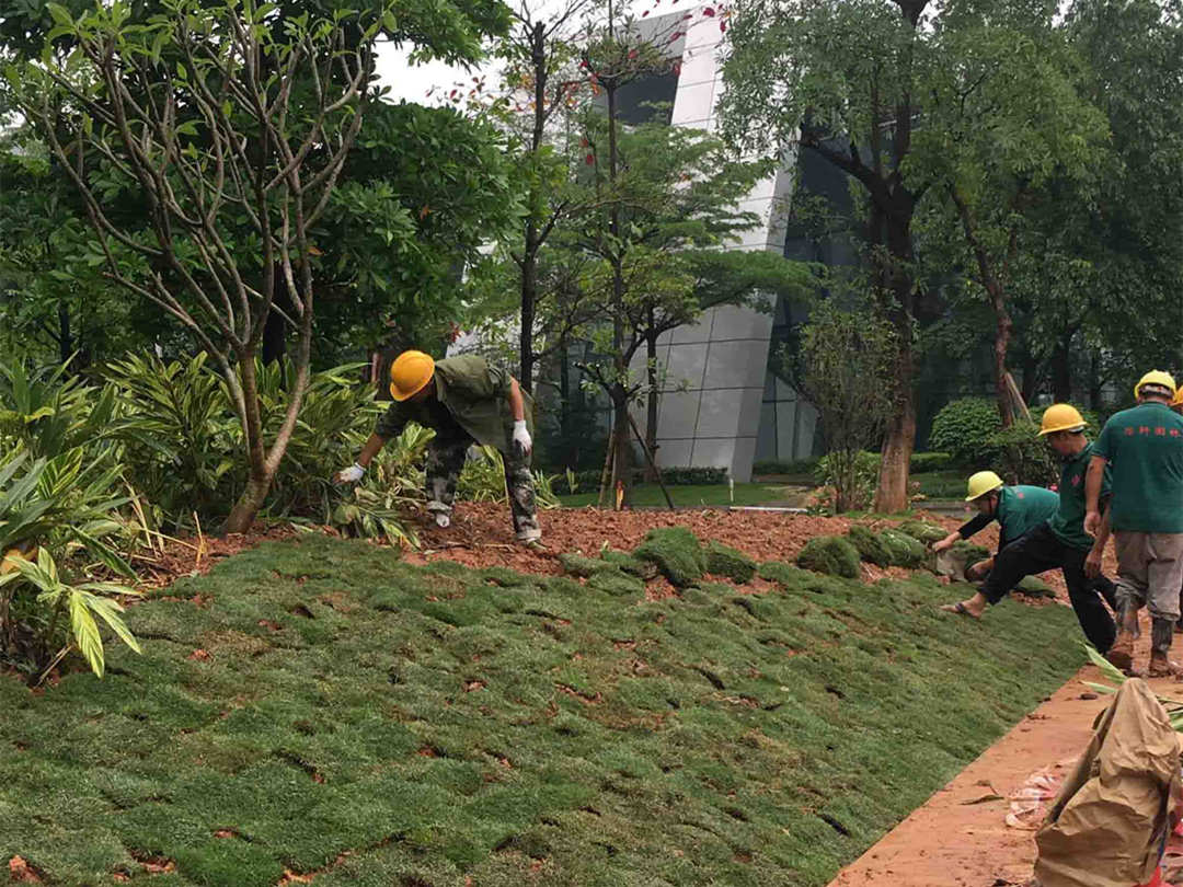 怡軒園林綠化公司圓滿完成千燈湖公園補植改造工程 匠心打造城市綠色新地標(biāo)